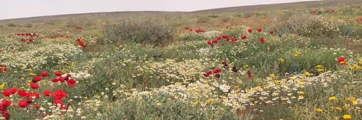 msfaleh's profile banner image