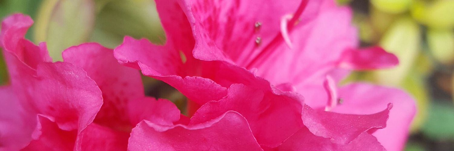 almendraarcaya's profile banner image