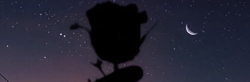 tequilann_'s profile banner image