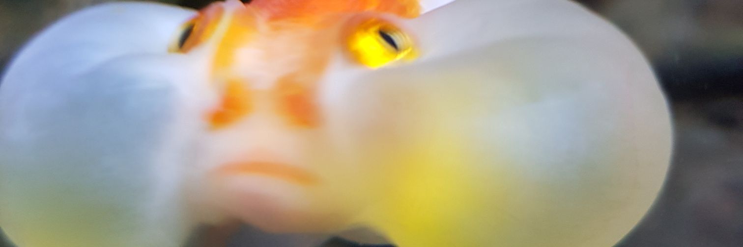 Ugaldread's profile banner image