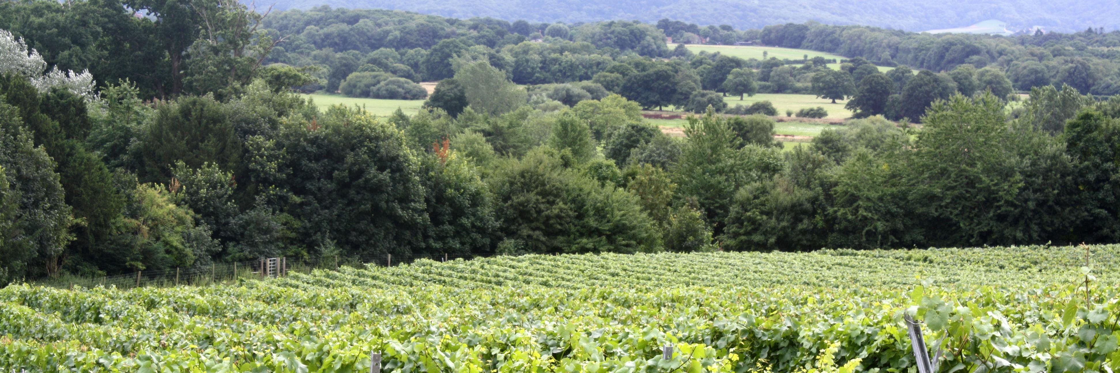StophamVineyard's profile banner image