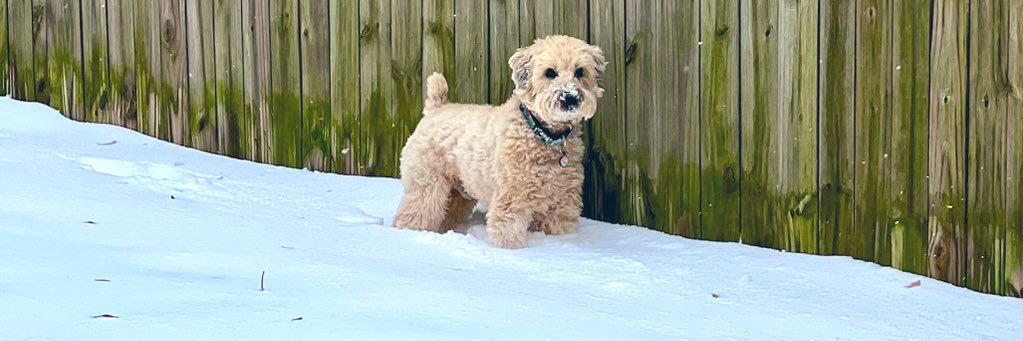 SuperOllie & SuperStella‼️💥🐾💚 (ShayDog🌈💚🐾) banner