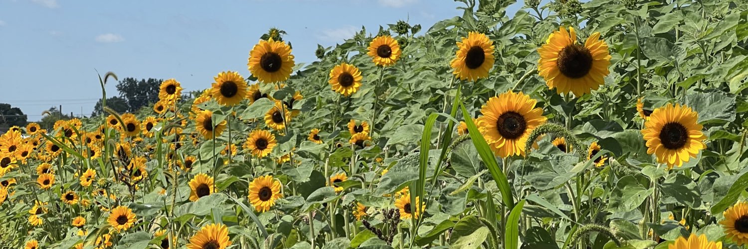 nathania busse banner