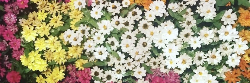 Estrellitameli's profile banner image