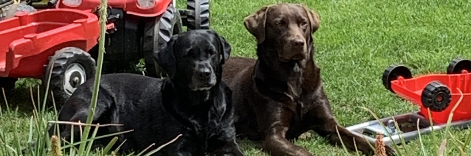 Jayne Ann Bagnall banner