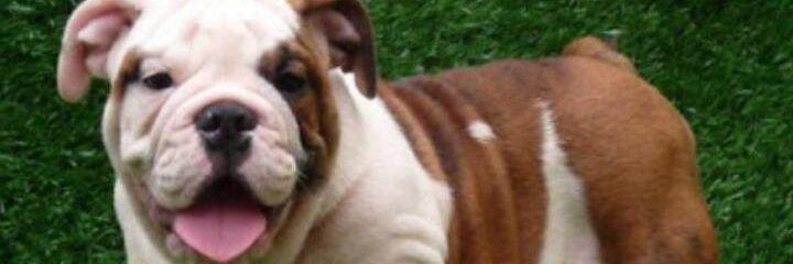 L_ucasRod's profile banner image