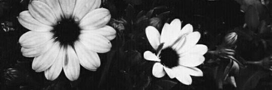 CayoMelisa's profile banner image