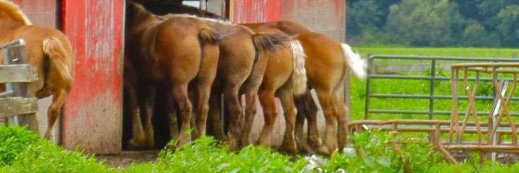 HorseDet's profile banner image