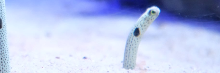 marosan banner