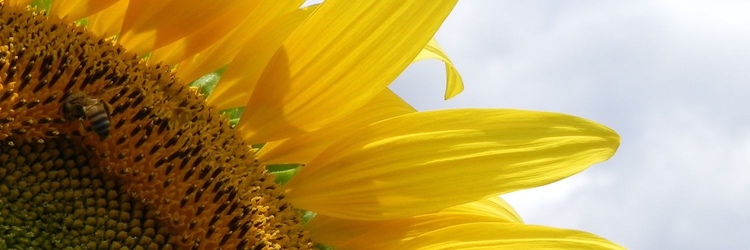 AnGyarq_'s profile banner image