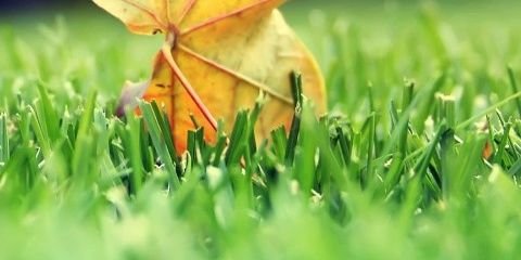 sharyn_altea's profile banner image