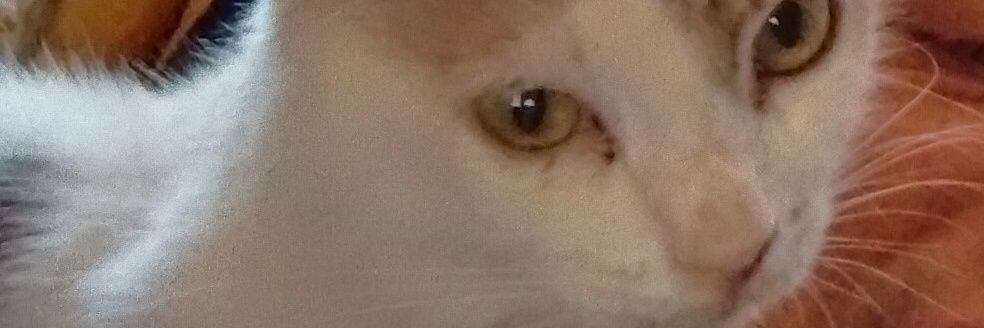 refgrafael's profile banner image