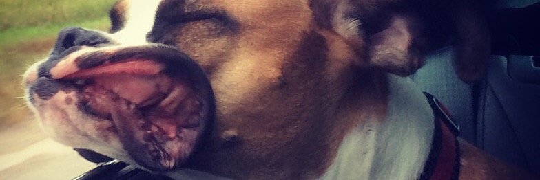 Tenley Steinke ☀ banner