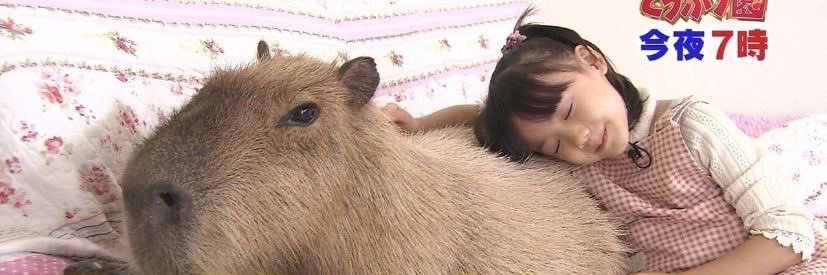 for codes dm or discord pls banner