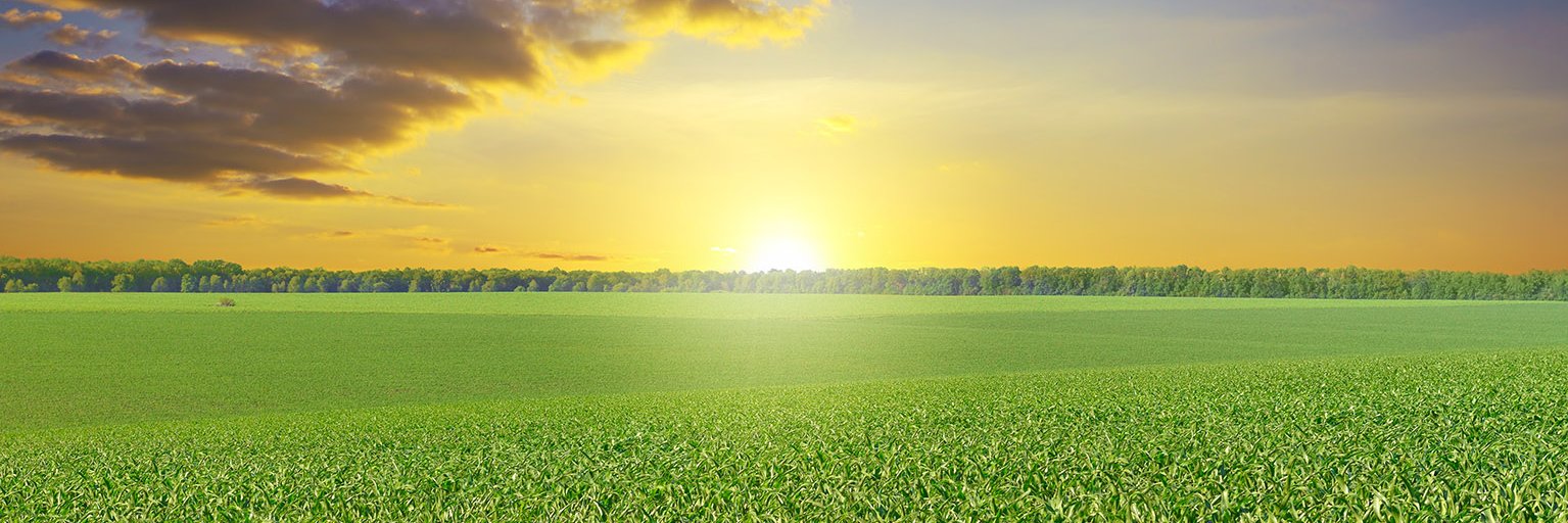 Rimfire Resources banner