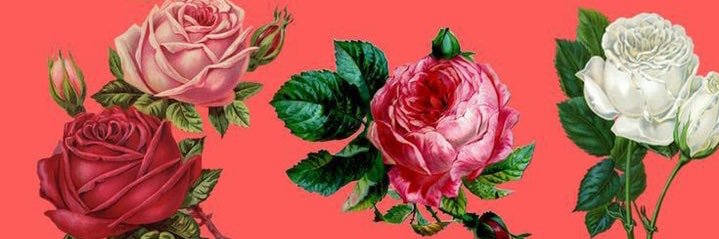 anacecyh's profile banner image