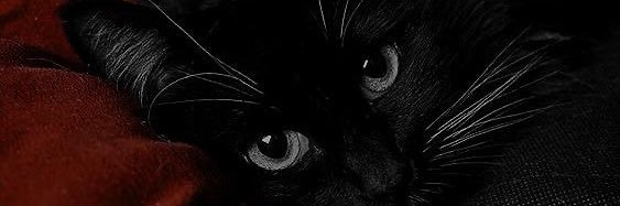 AliienBoyy's profile banner image