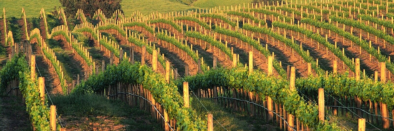 ATXSomms's profile banner image