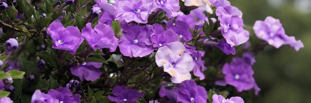 EllenSimps's profile banner image