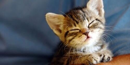 Ren_N_CAT's profile banner image