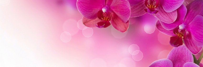 SerenityState's profile banner image