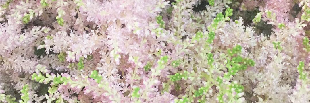 evhoge's profile banner image