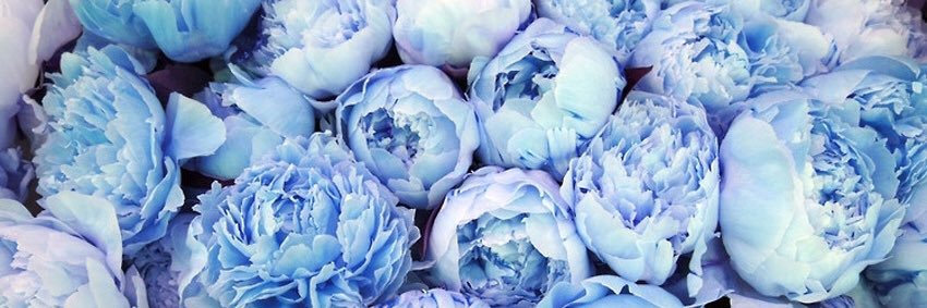 harrypeonies's profile banner image