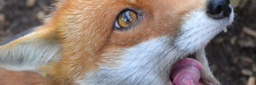 Kit 🏳️‍⚧️ banner