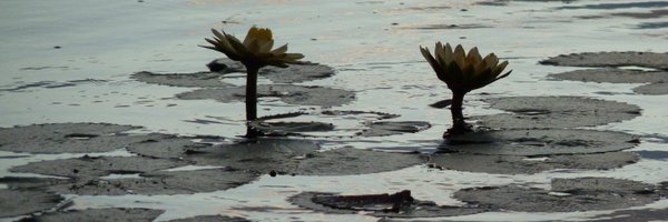 WalshPete Profile Banner