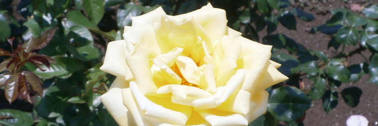 ryou3da's profile banner image