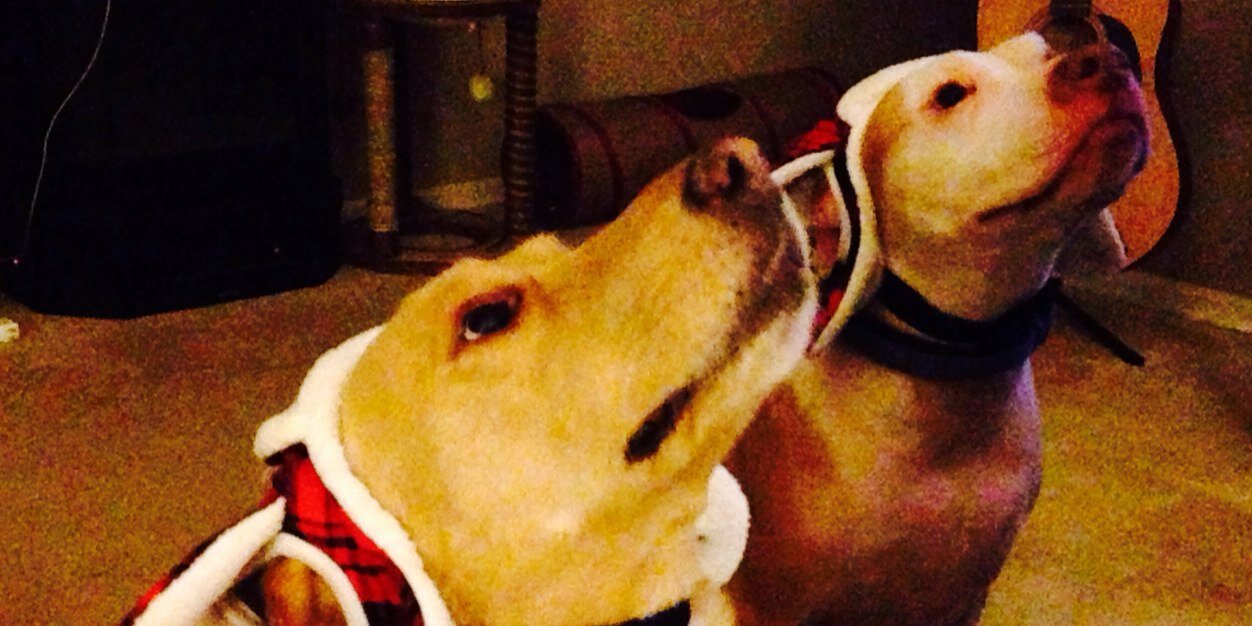 Scott Gooding banner