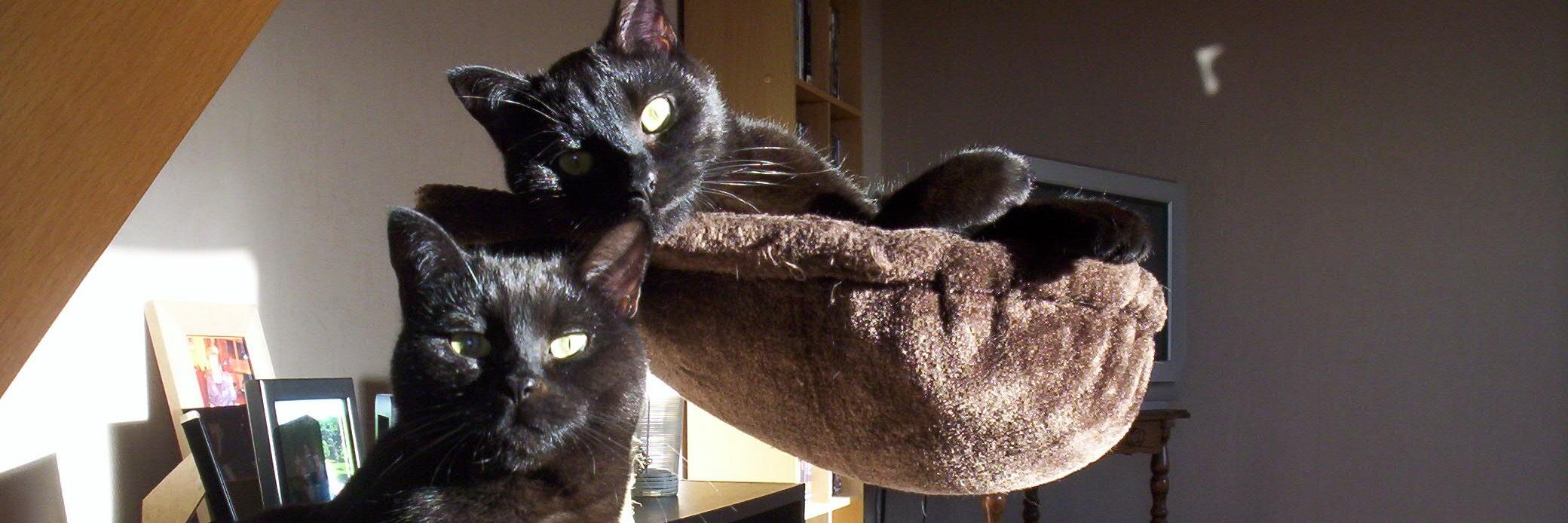 Samira Van Lommel banner