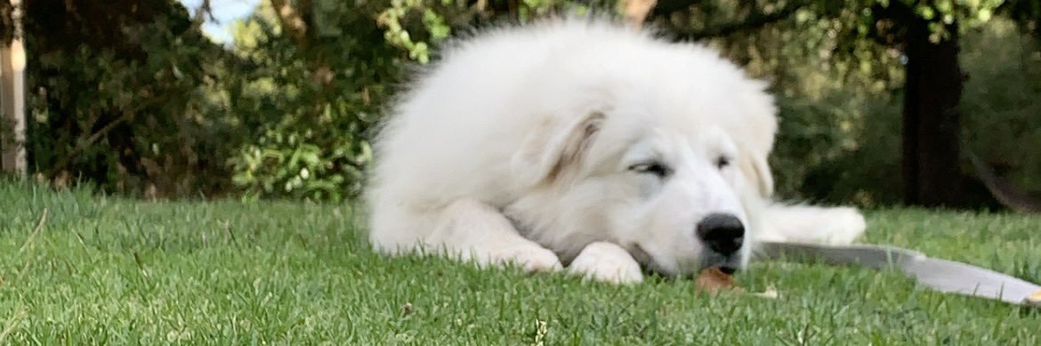 cammurph_'s profile banner image