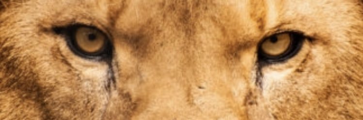 Quissy_Bo's profile banner image