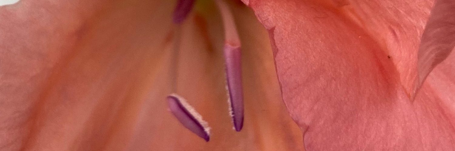 PassmorePlease's profile banner image