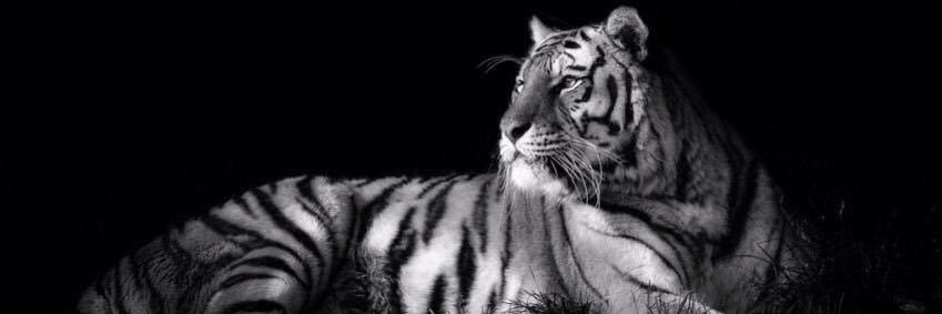 Op4Pawz's profile banner image