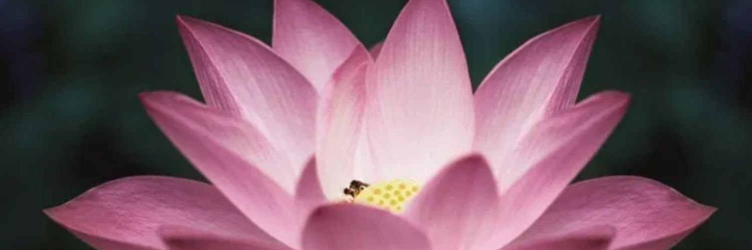 LouLou033's profile banner image