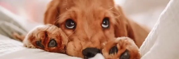 _TALENU_ Profile Banner