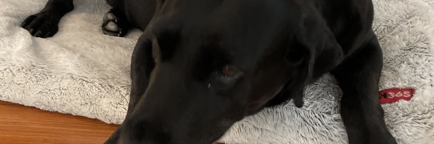 Just Another Dog banner