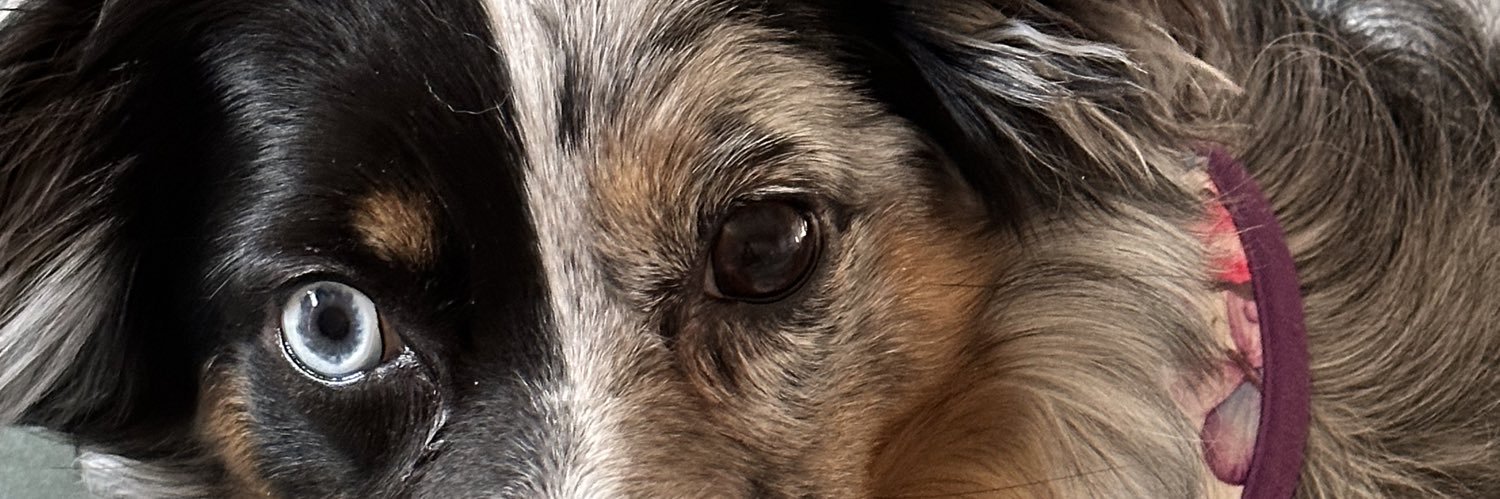 Noah Thomas banner