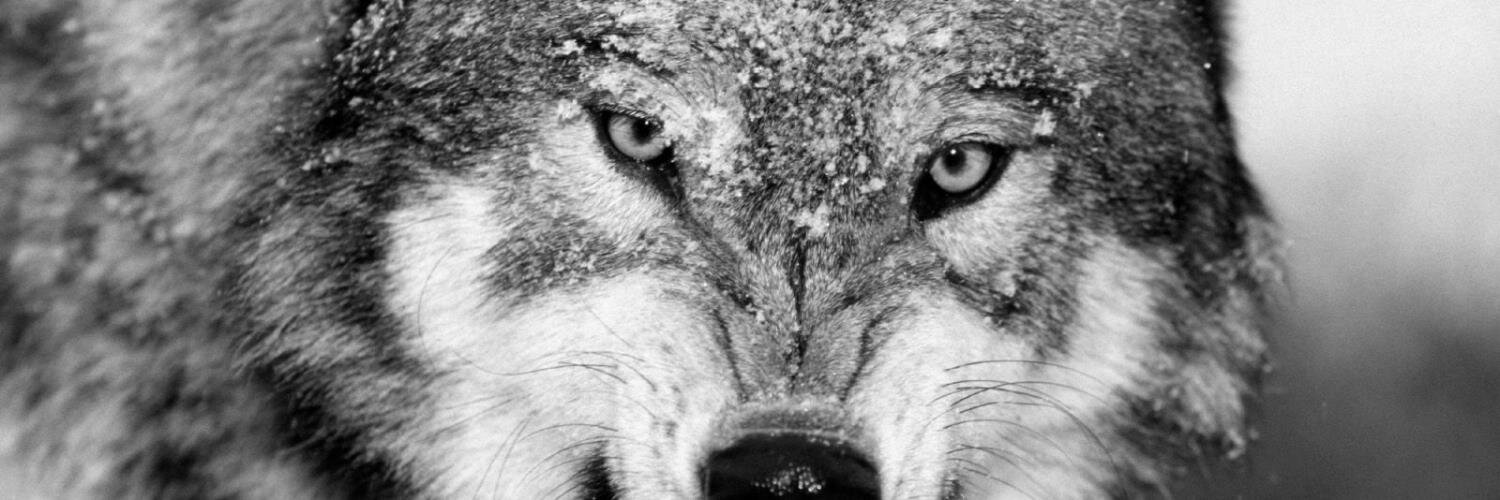 daneshhanbury's profile banner image