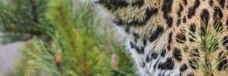 mmmagu's profile banner image