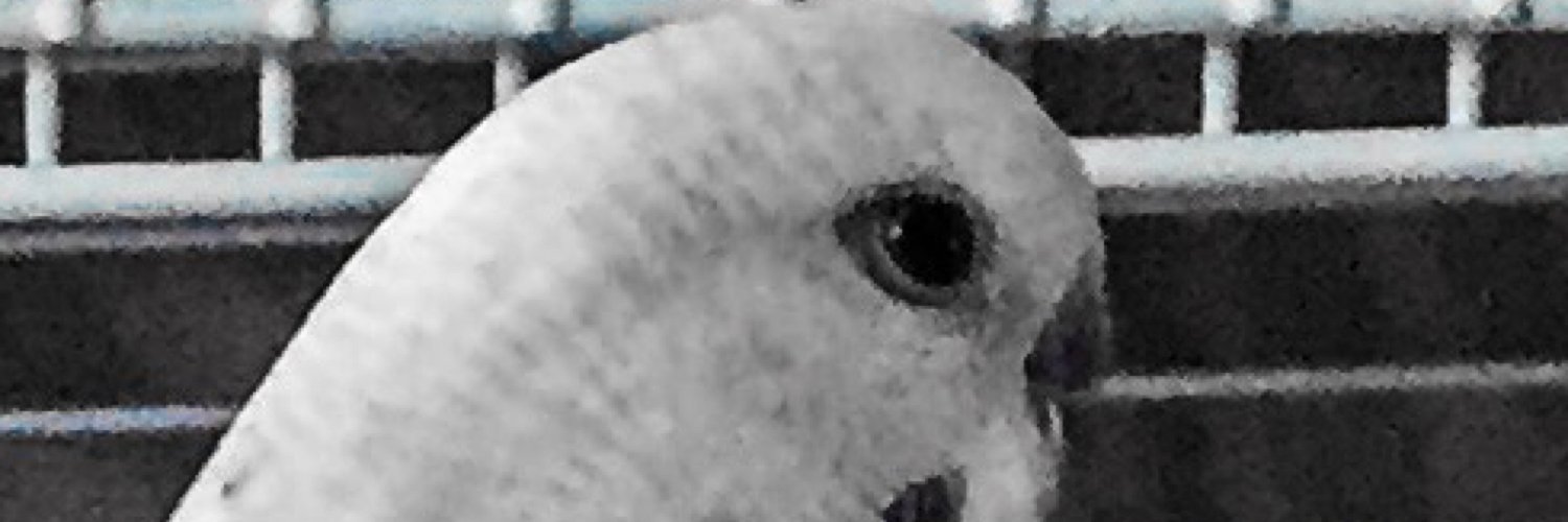 Dantymira's profile banner image