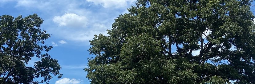 julia_belotte's profile banner image