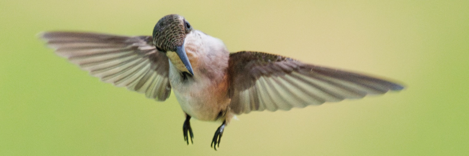 Amanda Hugnkiss banner