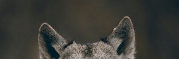 1998_secret's profile banner image