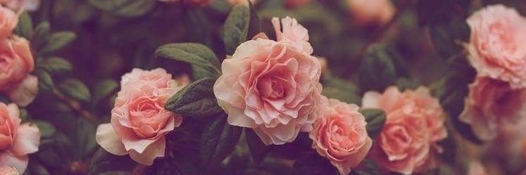 AllaneMoura's profile banner image