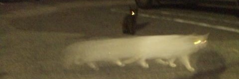 오동통포킷몬사랑단 banner