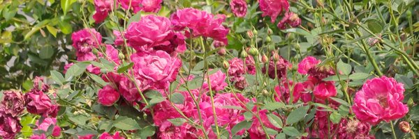 shekhsultan2013 Profile Banner