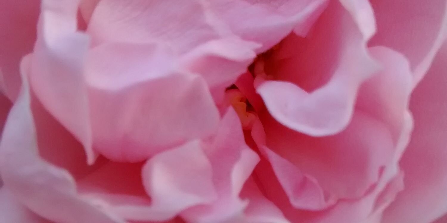 britbrrd's profile banner image